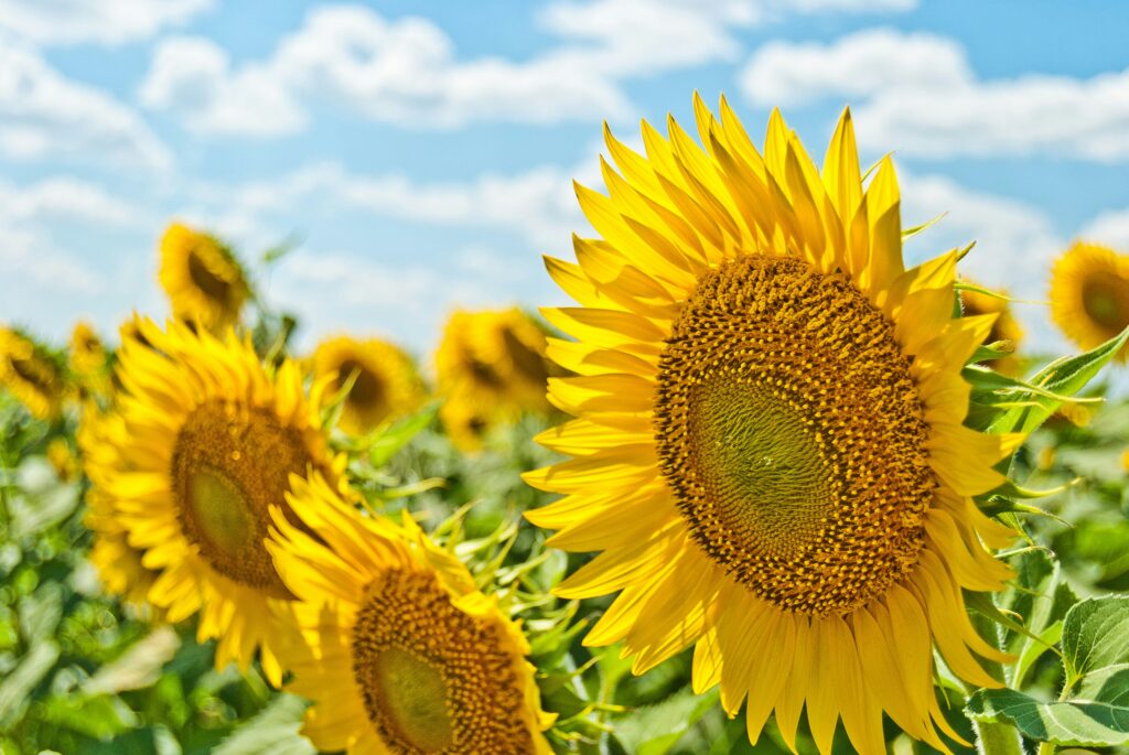盛夏の候、益々ご清祥のこととお慶び申し上げます