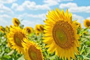 盛夏の候、益々ご清祥のこととお慶び申し上げます